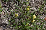 Coastal groundcherry